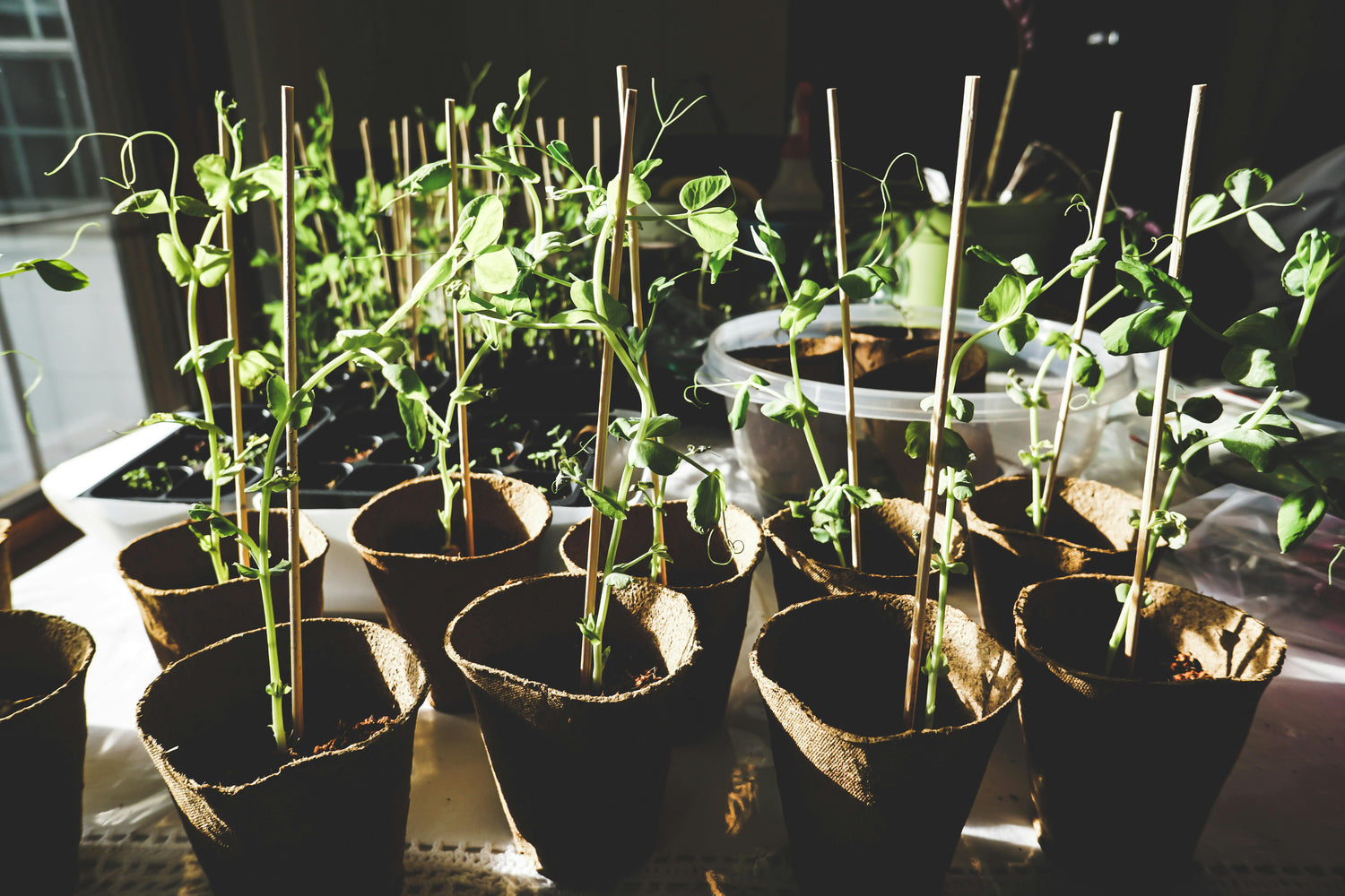 So you want to start a South Carolina garden?
