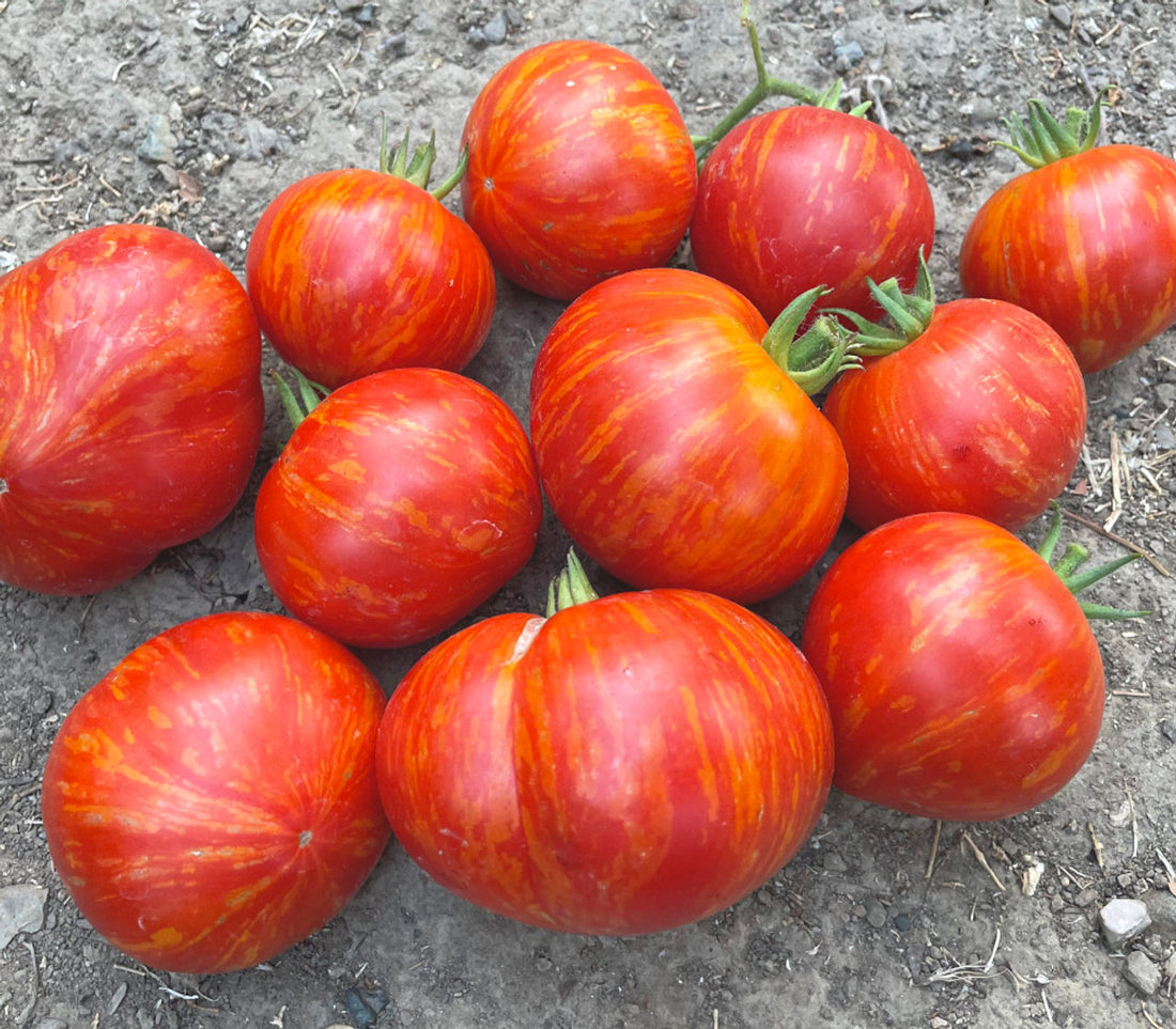 Painted Lady Tomato