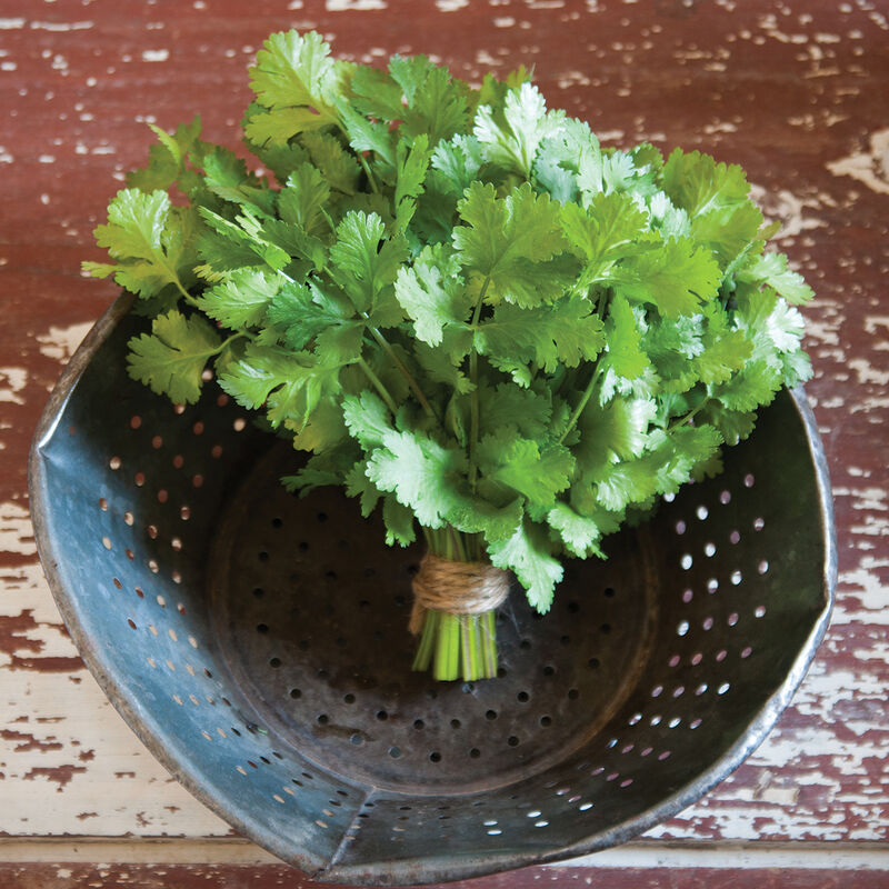 Cruiser Cilantro