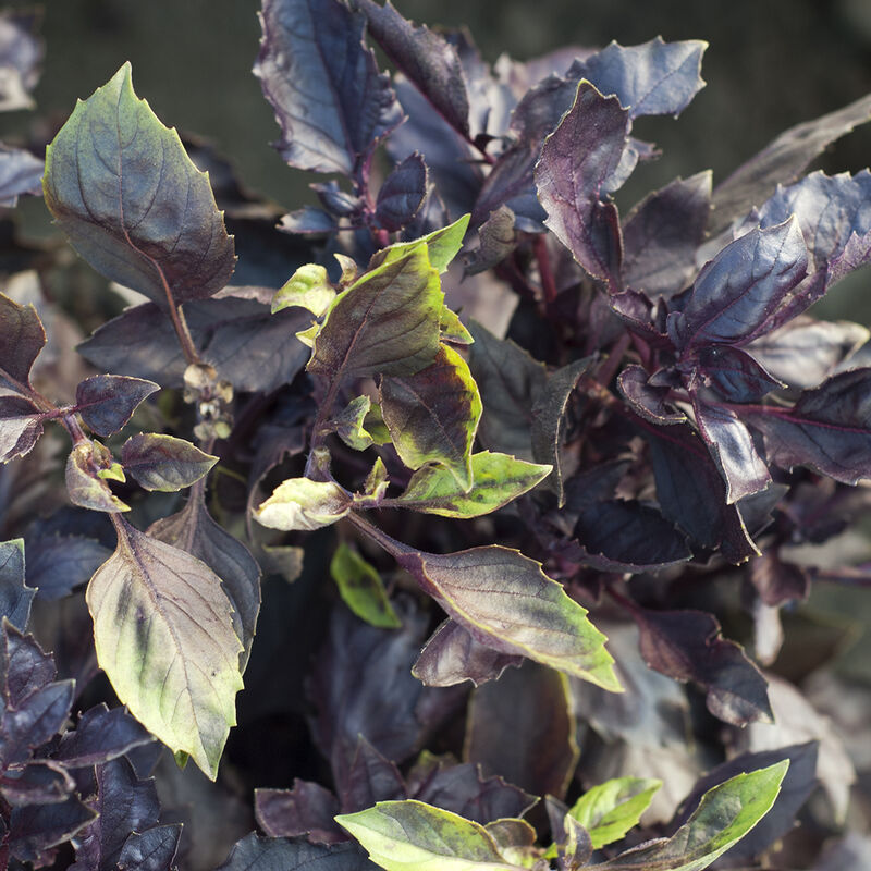 Dark Opal Basil