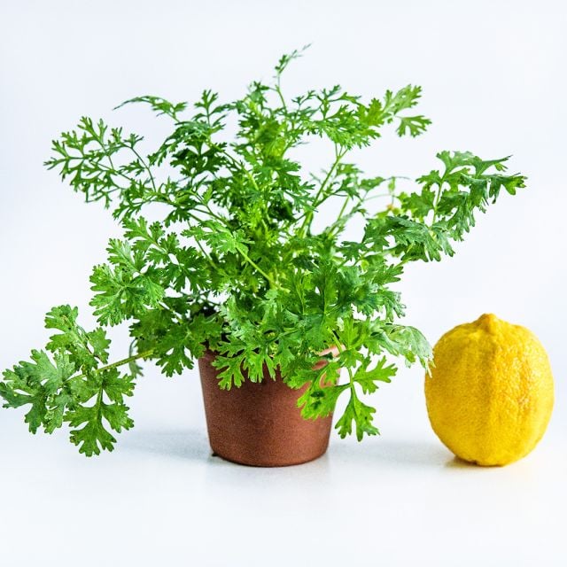 Dwarf Lemon Cilantro