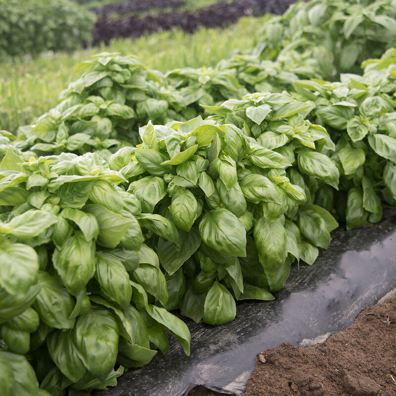 Everleaf Basil