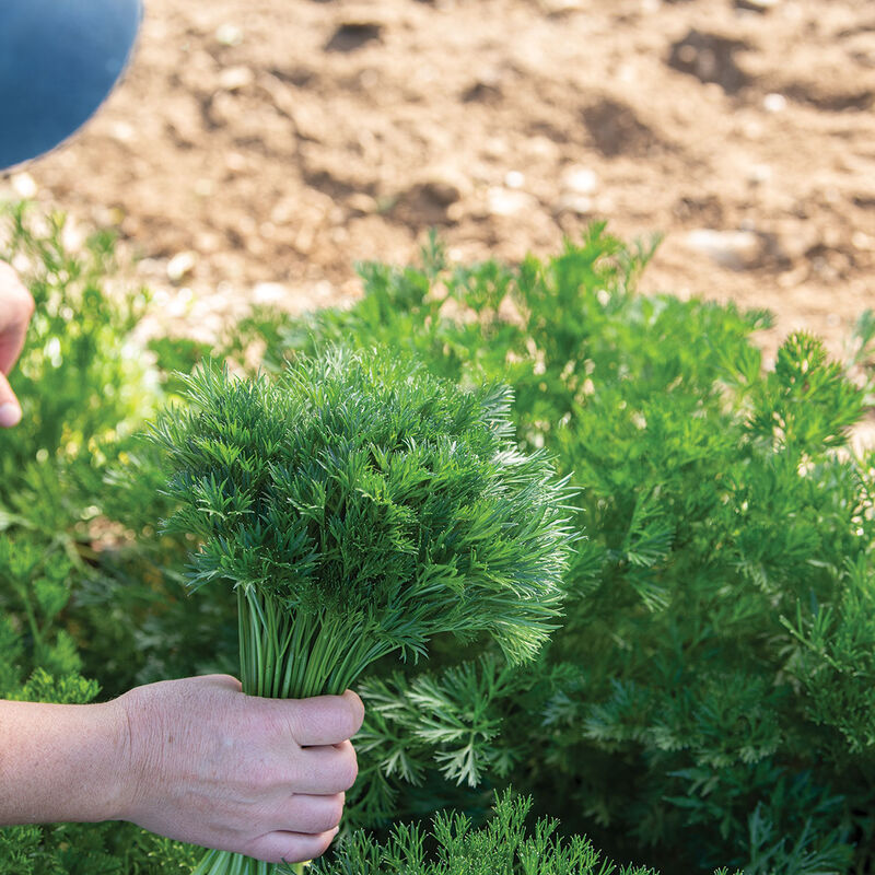 Menuette Parsley